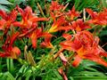 Tawny daylily,tiger daylily,ditch lily,orange daylily,daylily,همروکالیس، سوسن دشتی ، سوسن زرد،سوسن ی